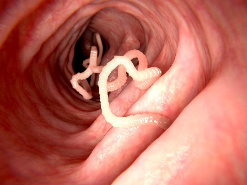 Découvrez Pourquoi l'Élimination Complète des Parasites Est Essentielle